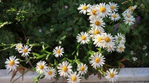 Osteospermum - Idealne rozwiązanie dla balkonów i tarasów z modnymi kwiatami, które wytrzymają wiele.