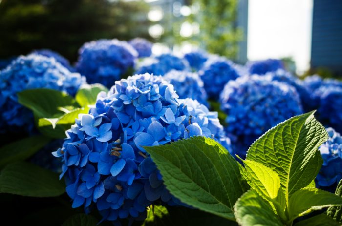 Jak pielęgnować hortensje ogrodowe, by osiągnęły piękny kwitnący efekt